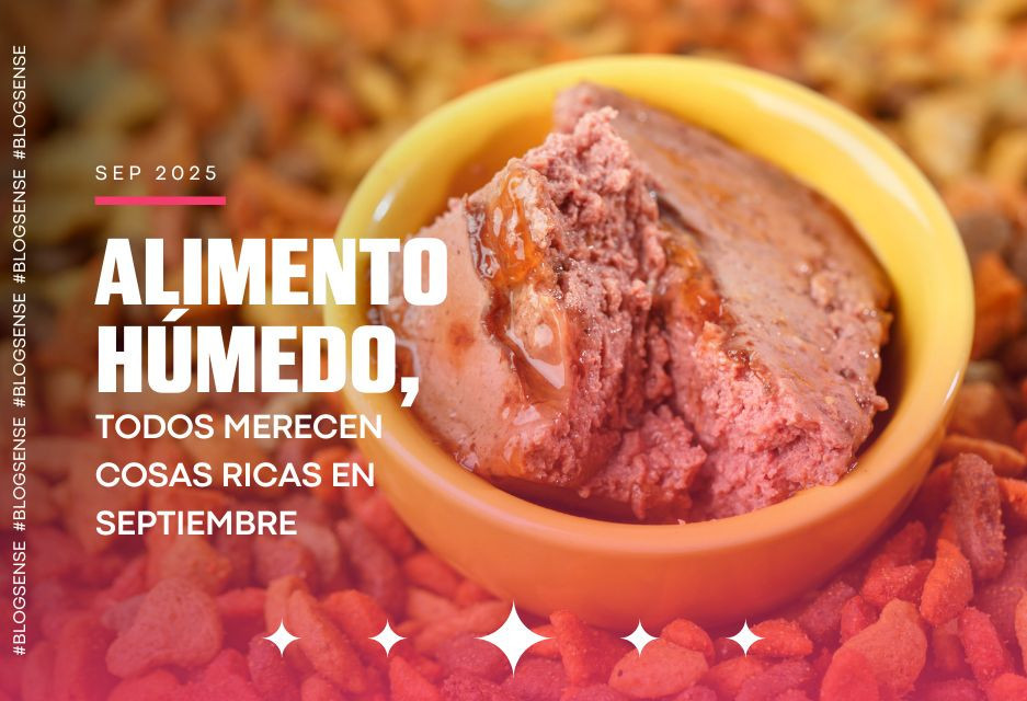 Alimento húmedo: todos merecen cosas ricas en septiembre